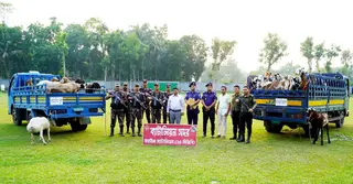 ব্রাহ্মণবাড়িয়ায় ভারতীয় ৪২টি তোতাপুরি ছাগল ও দুম্বা জব্দ